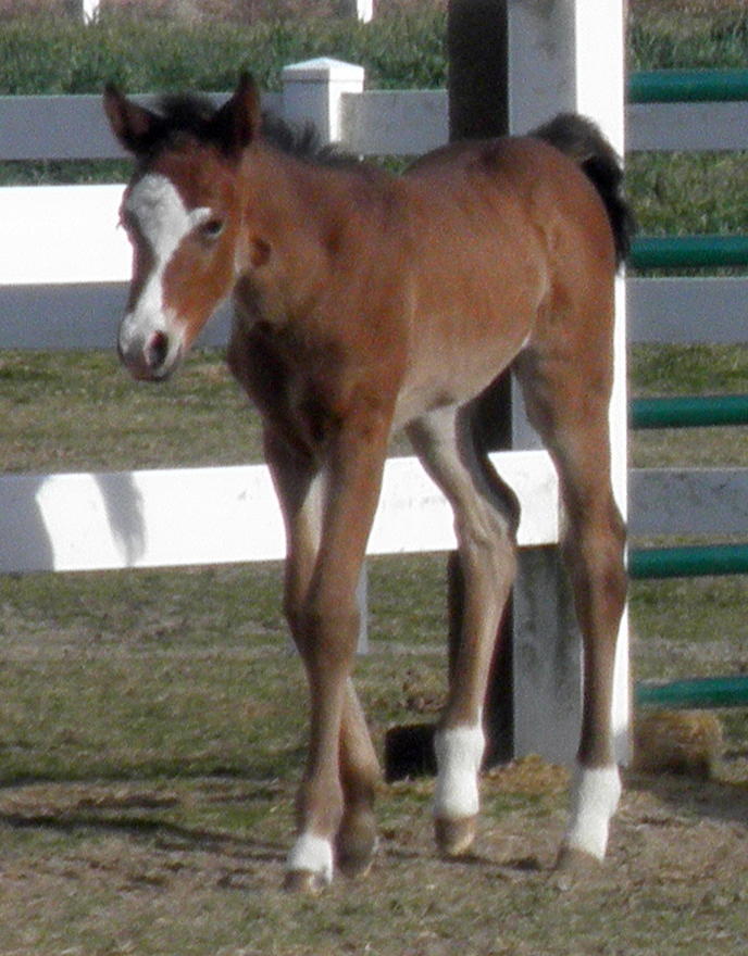 Winkie Foals